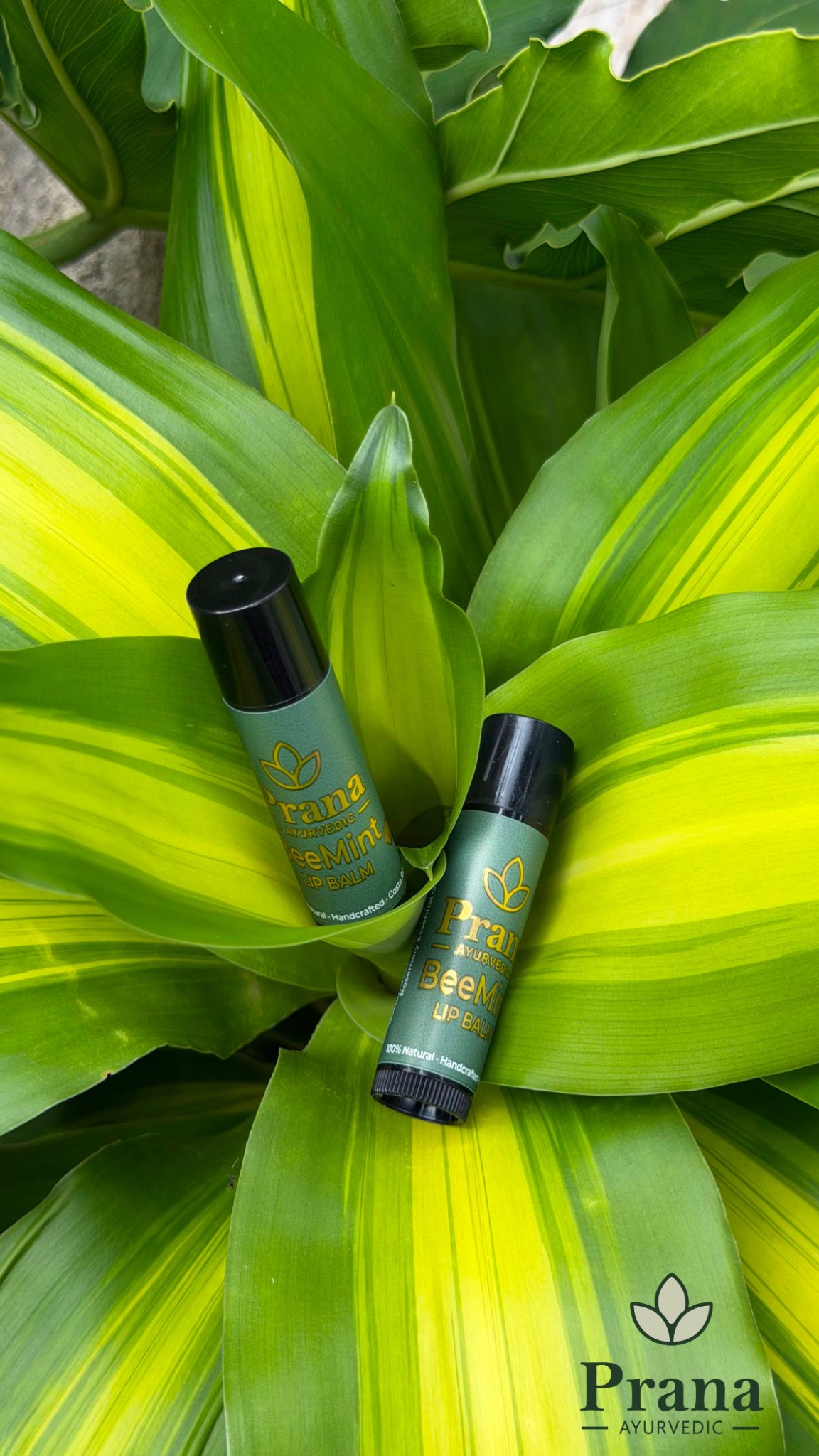 BeeMint LipBalm